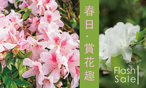 春日賞花趣►賞臺大杜鵑花 再抽質感洗髮組