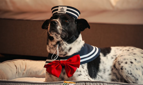 【The Resort】Chinese New Year with Your Pet．Two Days One Night with Breakfast and Dinner Package